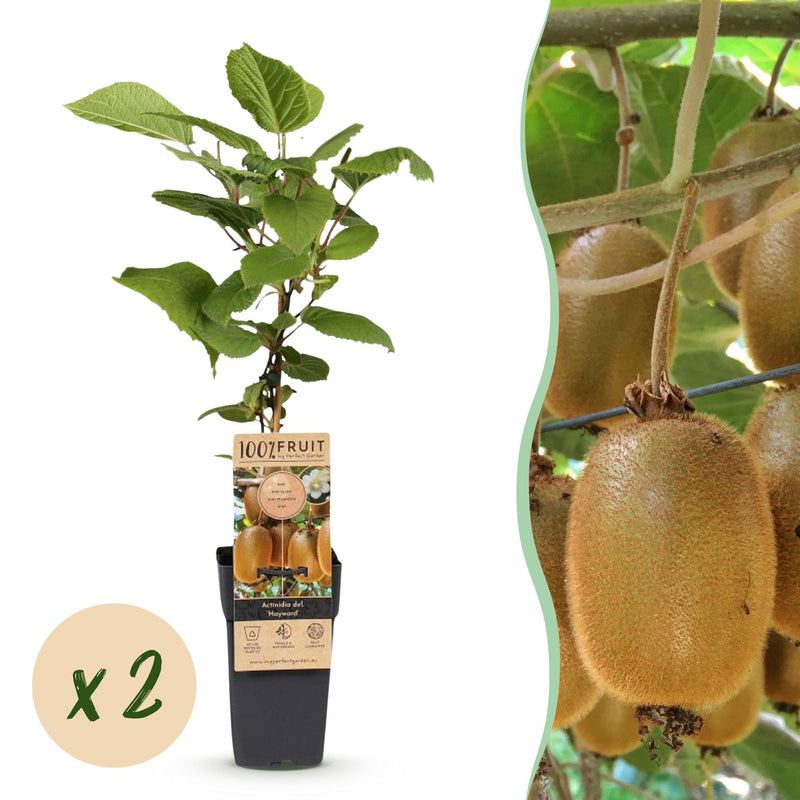 2 Kiwi Pflanzen (Actinidia deliciosa Hayward) weiblich, 50cm