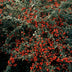 24x Cotoneaster suec. 'Coral Beauty' - ↕10-25cm - Ø9cm Bild 6