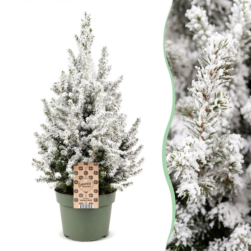 2x Picea glauca Conica - Zuckerhutfichte - Grün - Weiß - Weihnachtsbaum - Ø19cm - ↕65cm