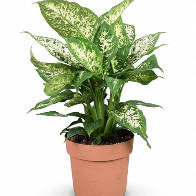 Green boutiQ - Zimmerpflanzen - Diefenbachia Compacta - Dieffenbachia - Pflegeleicht - Bunt - 2 Pflanzen - Topf 17cm - Höhe 45-50cm
