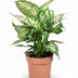 Green boutiQ - Zimmerpflanzen - Diefenbachia Compacta - Dieffenbachia - Pflegeleicht - Bunt - 2 Pflanzen - Topf 17cm - Höhe 45-50cm Bild 2