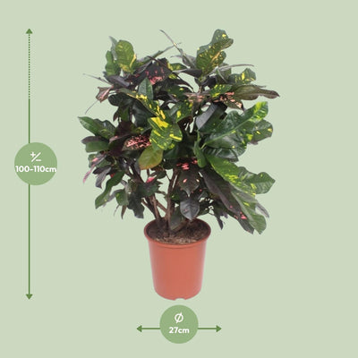 Codiaeum Magnificent (Croton) - Ø27cm - ↕110cm - Tropische Schönheit für Ihr Zuhause
