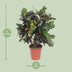 Codiaeum Magnificent (Croton) - Ø27cm - ↕110cm - Tropische Schönheit für Ihr Zuhause Bild 2