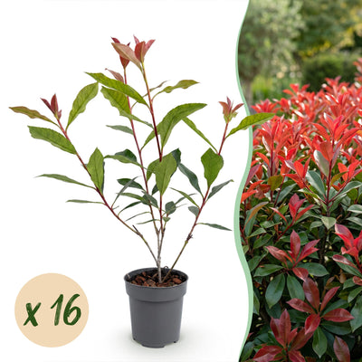 Green boutiQ - 16x Photinia fraseri Carre Rouge - Glanzmispel - Heckenpflanzen - Immergrün - Rot - Topf 9cm - Höhe 25-35cm