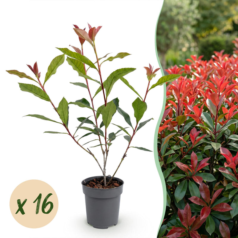 Green boutiQ - 16x Photinia fraseri Carre Rouge - Glanzmispel - Heckenpflanzen - Immergrün - Rot - Topf 9cm - Höhe 25-35cm