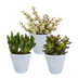 Crassula-Mischung im weißen Topf - 3 Pflanzen Bild 6
