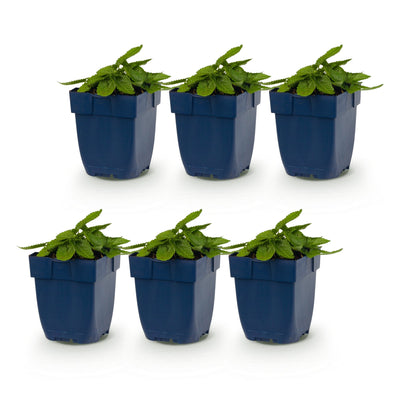Green boutiQ - Stauden - Stachys off. Ukkie - Hasenohr - Steingartenpflanzen - Rosa - 6 Pflanzen - Topf 11cm - Höhe 15-25cm