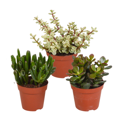 Crassula-Mischung 8,5 cm: 3 Sukkulenten ohne Topf