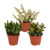 Crassula-Mischung 8,5 cm: 3 Sukkulenten ohne Topf Bild 1