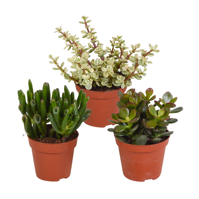 Crassula-Mischung 8,5 cm: 3 Sukkulenten ohne Topf
