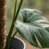 Monstera Deliciosa on Moss Pole, 90cm, Pot 19cm Grey Bild 4