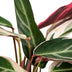 Calathea Triostar – Exotische Zimmerpflanze im Ø19cm Topf, ↕70cm Bild 3