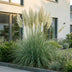 Green boutiQ - Gräser - Cortaderia sell. Pumila - Zwerg-Pampasgras - Mit Feder - Grau - 12 Pflanzen - Topf 11cm - Höhe 15-25cm Bild 6