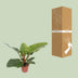 Philodendron Imperial Green Topf 17cm, Höhe 60cm Bild 4