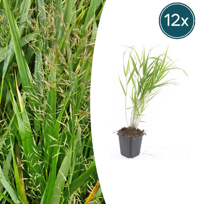 12x Hakonechloa macra - ↕10-25cm - Ø9cm