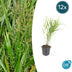 12x Hakonechloa macra - ↕10-25cm - Ø9cm Bild 1