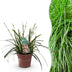 GreenboutiQ Ziergras Carex oshimensis Intense Green, 50cm, Topf 17cm Bild 1