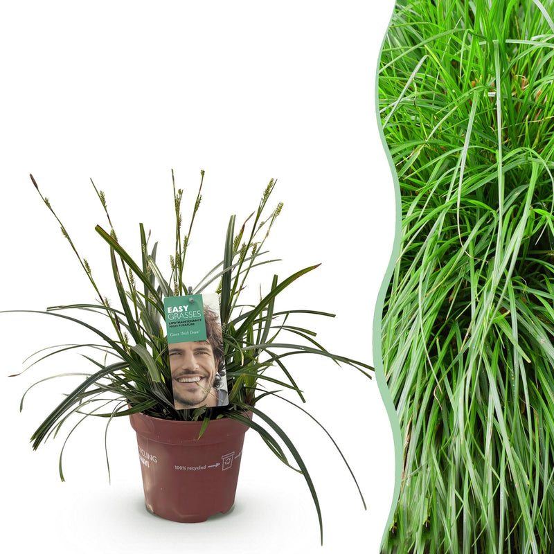 GreenboutiQ Ziergras Carex oshimensis Intense Green, 50cm, Topf 17cm