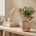 Olea Olive mit Flasche, Ø13cm, Höhe 23cm - mediterraner Charme Bild 3