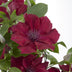 Clematis Nubia 'Evison Rot' - Rote Blütenpracht für Ihren Garten Bild 6