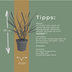 3x Panicum virgatum „Rotstrahlbusch“ – Ziergras mit warmen Herbstfarben | Topfgröße 12 cm Bild 4