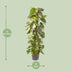 Epipremnum Pinnatum: Large Houseplant Ø24cm, 120cm tall Bild 2