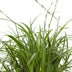 3x Carex morrowii 'Ice Dance' Ziergras, 30cm, Ø14 Bild 6