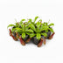 Nepenthes Alata Kannenpflanze im Ø12cm Topf, ↕17cm Bild 3