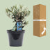 Olea Olive mit Flasche, Ø13cm, Höhe 23cm - mediterraner Charme Bild 4