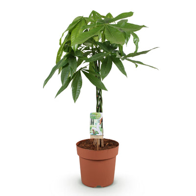 Geflochtener Pachira Aquatica (Geldbaum) - Pflegeleicht & Grün