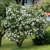 Hibiskus 'Red Heart' - Robuster Blütenstrauch für Ihren Garten Bild 5