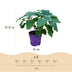 Hydrangea Arborescens FlowerWOW: Winter-hardy white hydrangea, 14cm pot Bild 3