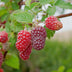 GreenboutiQ Tayberry - 2 Red Fruit Plants in 11cm Pot Bild 4