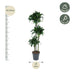 Dracaena Tatuade, 140 cm, Topfdurchmesser 24 cm Bild 2