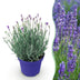 Lavendel Hidcote - Winterhart, Lila, Duftend - 1 Pflanze im 12cm Topf Bild 1