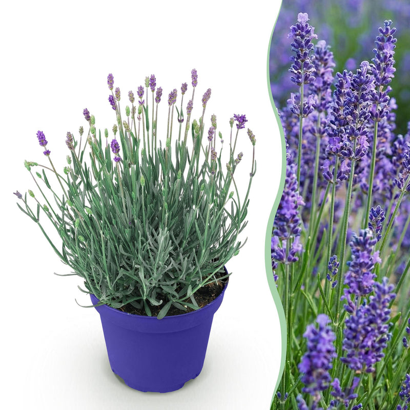 Lavendel Hidcote - Winterhart, Lila, Duftend - 1 Pflanze im 12cm Topf