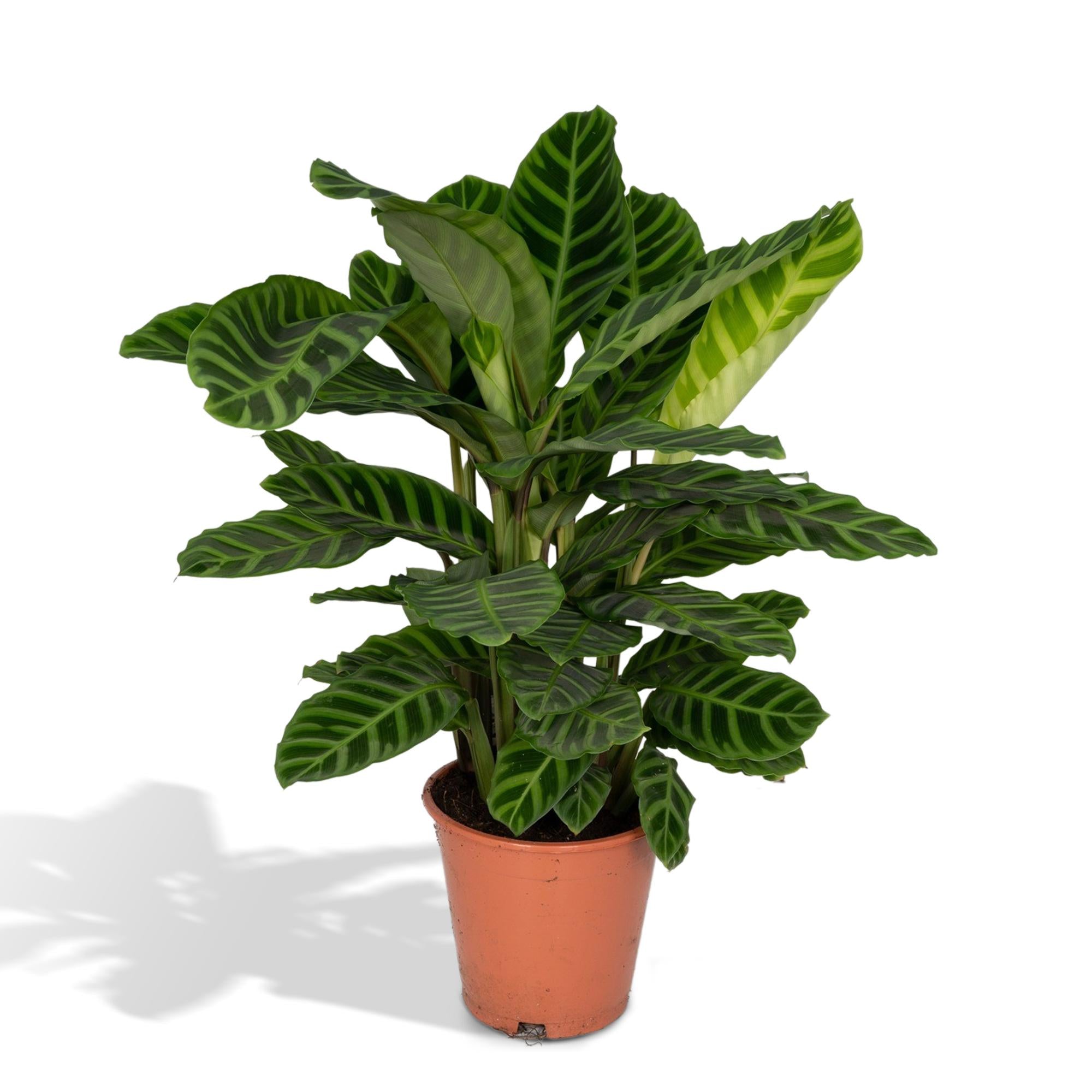 Dracaena surculosa