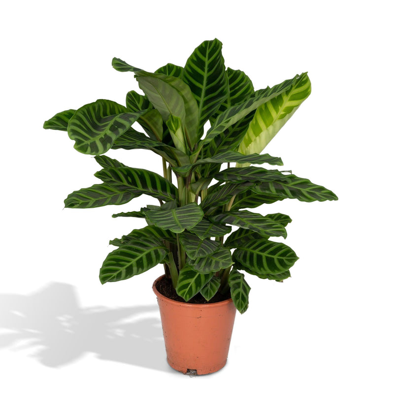 Calathea Zebrina (Pfauenpflanze) im 19cm Topf, 80cm hoch