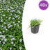 48x Isotoma fluviatilis 'Alba'- ↕10-25cm - Ø9cm Bild 1