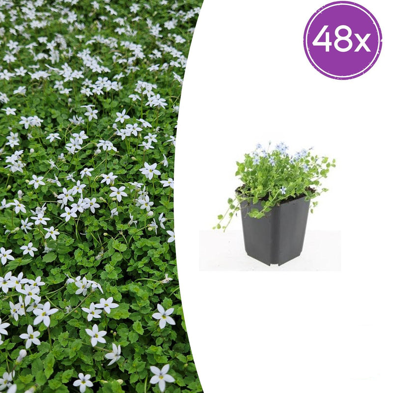 48x Isotoma fluviatilis 'Alba'- ↕10-25cm - Ø9cm