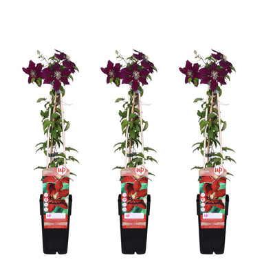 3x Clematis Niobe, rot blühend, ↨65cm