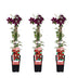 3x Clematis Niobe, rot blühend, ↨65cm Bild 1