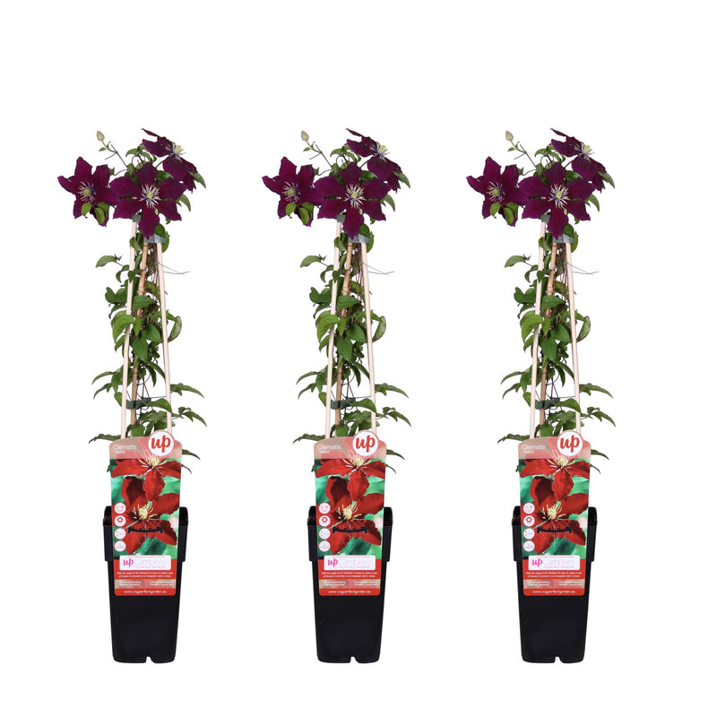 3x Clematis Niobe, rot blühend, ↨65cm