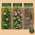 6x Lonicera Tricolour Kletterpflanze, Ø9cm, ↕35cm, Hellrosa/Weiss/Lila Bild 6