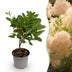 Cotinus coggygria Young Lady: Rosenblütiger Zierstrauch für Garten & Balkon Bild 1