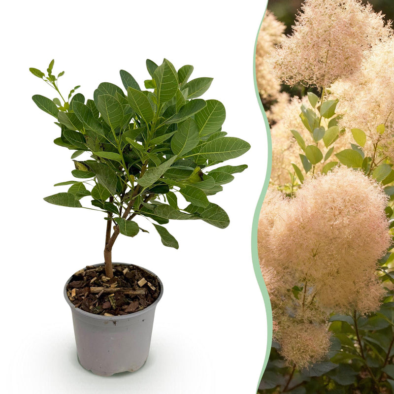 Cotinus coggygria Young Lady: Rosenblütiger Zierstrauch für Garten & Balkon