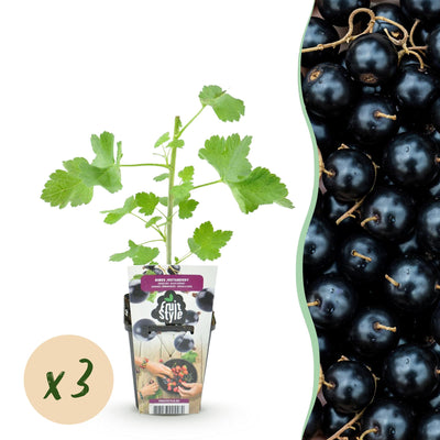 GreenboutiQ Jostabe: 3 winterharte Beerenpflanzen, Ribes Jostabes