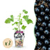 GreenboutiQ Jostaberry: 3 winter-hardy berry plants, Ribes Jostabes Bild 1