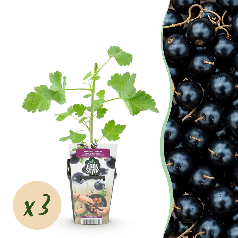 GreenboutiQ Jostaberry: 3 winter-hardy berry plants, Ribes Jostabes