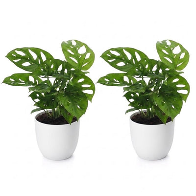 Green boutiQ - Monstera Adansonii - Monstera Adansonii - 2 Pflanzen - mit Potter Wit - Topf 12cm - Höhe - 25cm